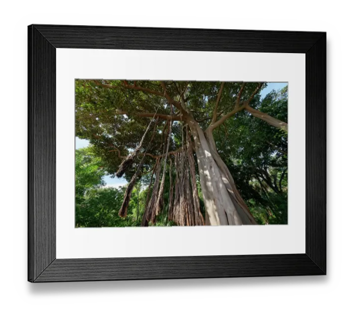 Framed Print : Lord Howe Banyan tree (Ficus macrophylla columnaris), endemic to Lord Howe Island, Australia, with many aerial roots, Puerto de la Cruz Botanical Garden, Tenerife, Canary Islands Framed Print : Lord Howe Banyan tree (Ficus macrophylla columnaris), endemic to Lord Howe Island, Australia, with many aerial roots, Puerto de la Cruz Botanical Garden, Tenerife, Canary Islands