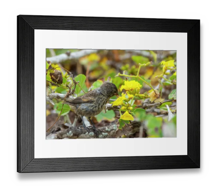 Framed Print : Darwin's Genovesa ground finch (Geospiza acutirostris) feeding on Yellow cordia (Cordia lutea) flower, Genovesa Island, Galapagos Islands