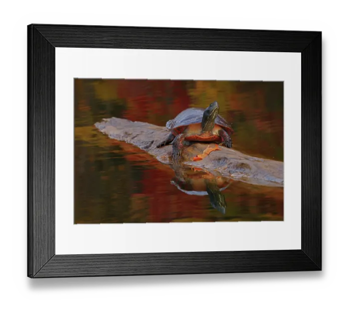Framed Print : Northern red-bellied turtle (Pseudemys rubriventris) basking on log over water, Maryland, USA. October Framed Print : Northern red-bellied turtle (Pseudemys rubriventris) basking on log over water, Maryland, USA. October