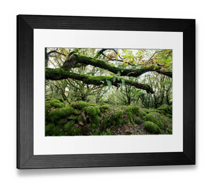 Framed Print : Sessile oak (Quercus petraea) with Common polypody (Polypodium vulgare) ferns and ancient wall covered in moss, Coed Ty Canol Wood, Pembrokeshire, Wales, UK. November Framed Print : Sessile oak (Quercus petraea) with Common polypody (Polypodium vulgare) ferns and ancient wall covered in moss, Coed Ty Canol Wood, Pembrokeshire, Wales, UK. November