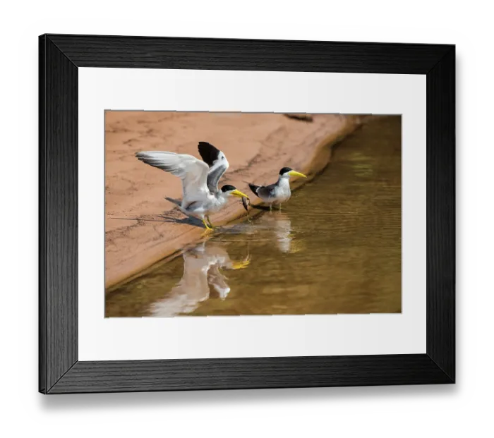 Framed Print : Two Large-billed terns (Phaetusa simplex) standing at water's edge, one with fish prey in beak, Pantanal, Mato Grosso, Brazil Framed Print : Two Large-billed terns (Phaetusa simplex) standing at water's edge, one with fish prey in beak, Pantanal, Mato Grosso, Brazil