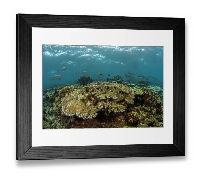 Framed Print : Group of Blacktip reef sharks (Carcharhinus limbatus) circling over coral reef, Shark Reef Marine Reserve, Serua Province, Viti Levu, Fiji, Pacific Ocean Framed Print : Group of Blacktip reef sharks (Carcharhinus limbatus) circling over coral reef, Shark Reef Marine Reserve, Serua Province, Viti Levu, Fiji, Pacific Ocean