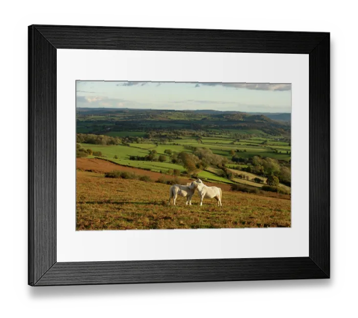 Framed Print : View from Garway Hill towards Monmouthshire with two Welsh mountain ponies (Equus caballus) allo-grooming, Herefordshire, England, UK. November, 2023