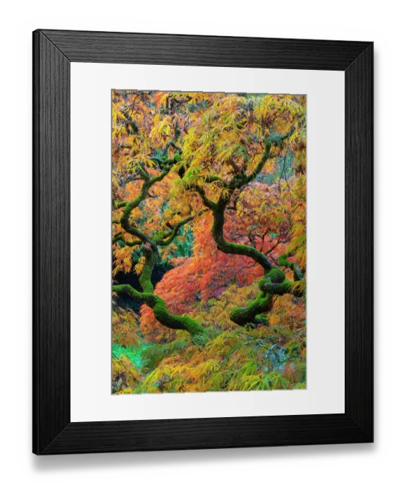 Framed Print : Japanese maple (Acer palmatum) trees aged 120 years, backlit in autumn light with polarizing filter. Ramster Gardens, Surrey, England, UK. October 2023 Framed Print : Japanese maple (Acer palmatum) trees aged 120 years, backlit in autumn light with polarizing filter. Ramster Gardens, Surrey, England, UK. October 2023