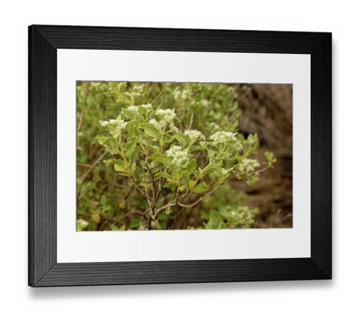 Framed Print : Pine tree pennyroyal (Bystropogon origanifolius) flowering on an old lava flow, Teide National Park, Tenerife, Canary Islands. May Framed Print : Pine tree pennyroyal (Bystropogon origanifolius) flowering on an old lava flow, Teide National Park, Tenerife, Canary Islands. May