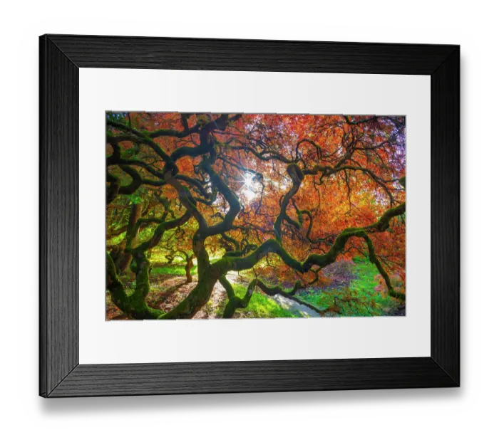Framed Print : Japanese maple (Acer palmatum) trees aged 120 years, backlit in autumn light with polarizing filter. Ramster Gardens, Surrey, England, UK. October 2023 Framed Print : Japanese maple (Acer palmatum) trees aged 120 years, backlit in autumn light with polarizing filter. Ramster Gardens, Surrey, England, UK. October 2023