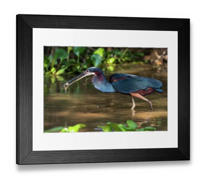 Framed Print : Agami heron (Agamia agami) wading through shallow water with fish prey in beak, Pantanal, Brazil Framed Print : Agami heron (Agamia agami) wading through shallow water with fish prey in beak, Pantanal, Brazil