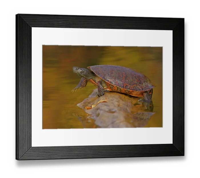 Framed Print : Northern red-bellied turtle ( Pseudemys rubriventris) hauling out of water onto basking log, Maryland, USA. October Framed Print : Northern red-bellied turtle ( Pseudemys rubriventris) hauling out of water onto basking log, Maryland, USA. October