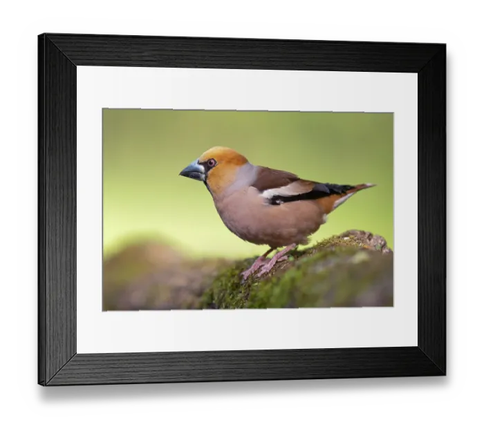 Framed Print : Hawfinch (Coccothraustes coccothraustes) portrait, Pusztaszer, Kiskunsagi National Park, Hungary. May Framed Print : Hawfinch (Coccothraustes coccothraustes) portrait, Pusztaszer, Kiskunsagi National Park, Hungary. May