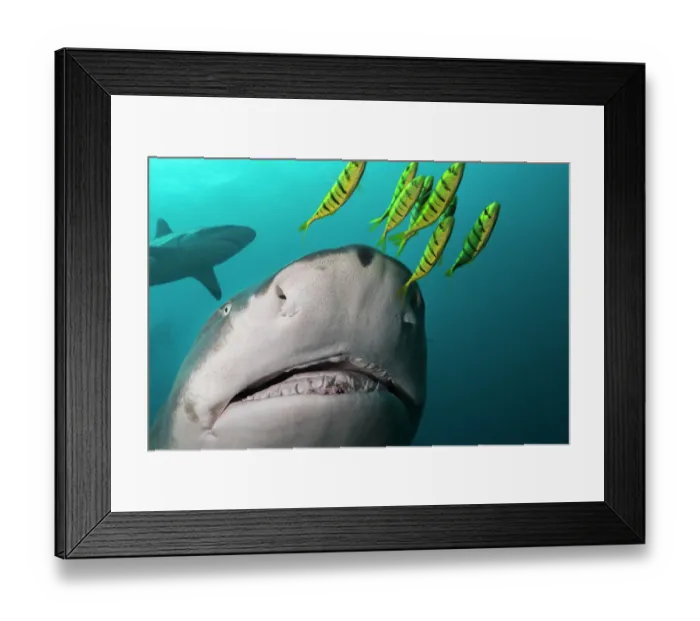 Framed Print : Sicklefin lemon shark (Negaprion acutidens) with Pilotfish, head portrait, Shark Reef Marine Reserve, Viti Levu, Fiji, Pacific Ocean. Endangered Framed Print : Sicklefin lemon shark (Negaprion acutidens) with Pilotfish, head portrait, Shark Reef Marine Reserve, Viti Levu, Fiji, Pacific Ocean. Endangered