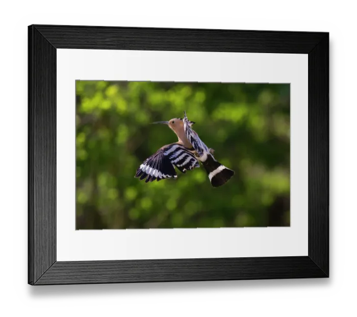 Framed Print : Eurasian hoopoe (Upupa epops) in flight, Pusztaszer, Kiskunsagi National Park, Hungary. May Framed Print : Eurasian hoopoe (Upupa epops) in flight, Pusztaszer, Kiskunsagi National Park, Hungary. May