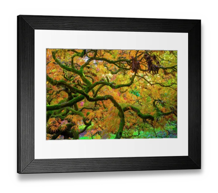Framed Print : Japanese maple (Acer palmatum Aureum') trees aged 120 years, backlit in autumn light with polarizing filter. Ramster Gardens, Surrey, England, UK. October 2023 Framed Print : Japanese maple (Acer palmatum Aureum') trees aged 120 years, backlit in autumn light with polarizing filter. Ramster Gardens, Surrey, England, UK. October 2023
