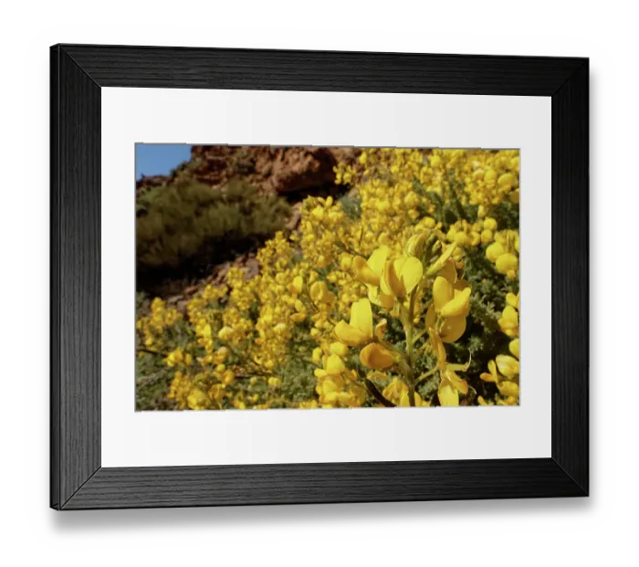 Framed Print : Teide sticky broom (Adenocarpus viscosus) bushes in flower, Las Canadas, Teide National Park, Tenerife, Canary Islands. May Framed Print : Teide sticky broom (Adenocarpus viscosus) bushes in flower, Las Canadas, Teide National Park, Tenerife, Canary Islands. May