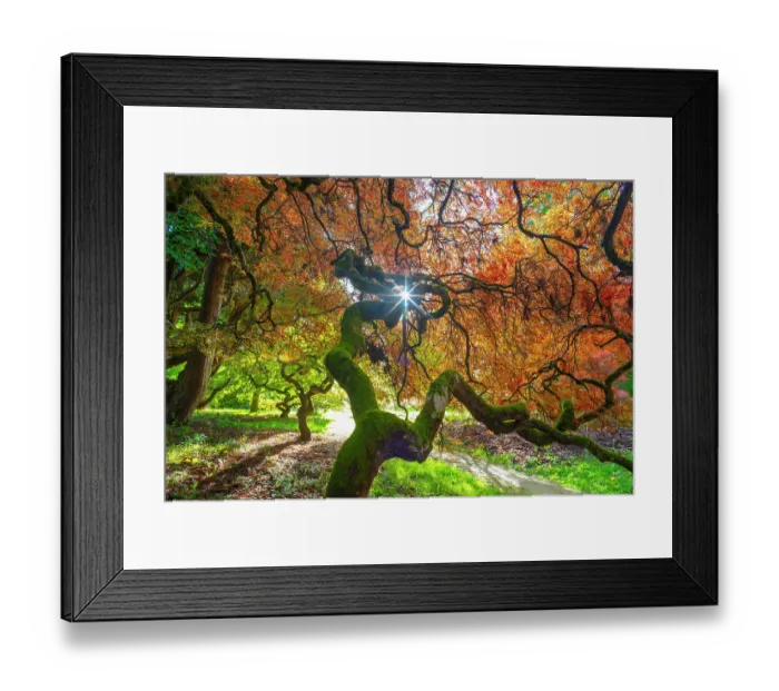 Framed Print : Japanese maple (Acer palmatum) trees aged 120 years, backlit in autumn light with polarizing filter. Ramster Gardens, Surrey, England, UK. October 2023 Framed Print : Japanese maple (Acer palmatum) trees aged 120 years, backlit in autumn light with polarizing filter. Ramster Gardens, Surrey, England, UK. October 2023