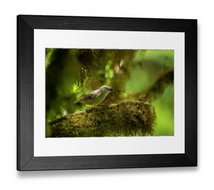 Framed Print : Darwin's woodpecker finch (Cactospiza pallida) perched on lichen covered branch in highland Scalesia cloud forest, Santa Cruz Island, Galapagos Islands Framed Print : Darwin's woodpecker finch (Cactospiza pallida) perched on lichen covered branch in highland Scalesia cloud forest, Santa Cruz Island, Galapagos Islands