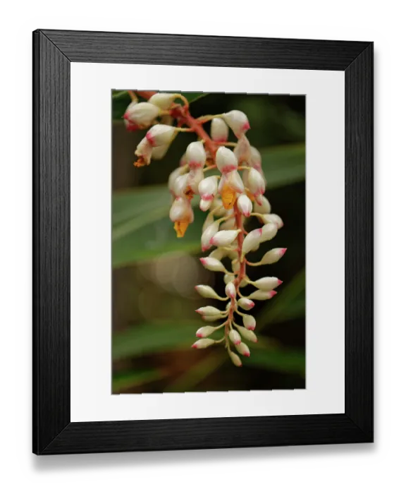 Framed Print : Shell ginger (Alpinia zerumbet) in flower, Puerto de la Cruz Botanical Garden, Tenerife, Canary Islands. May Framed Print : Shell ginger (Alpinia zerumbet) in flower, Puerto de la Cruz Botanical Garden, Tenerife, Canary Islands. May