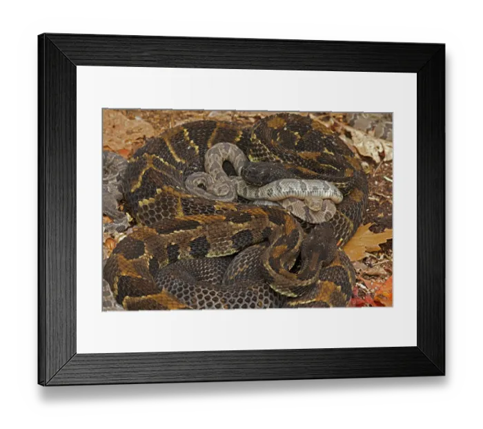 Framed Print : Group of Timber rattlesnakes (Crotalus horridus) gravid females with newborn young, resting, Pennsylvania, USA. September Framed Print : Group of Timber rattlesnakes (Crotalus horridus) gravid females with newborn young, resting, Pennsylvania, USA. September