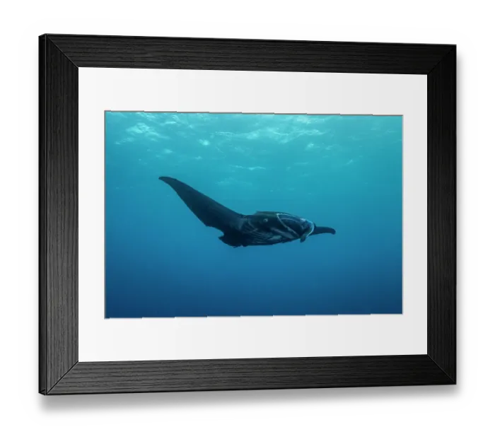 Framed Print : Reef manta ray (Mobula alfredi) melanistic, with a large shark bite on its fin, swimming in open water, Wakaya Island, Lomaiviti Group, Fiji, Pacific Ocean. Endangered Framed Print : Reef manta ray (Mobula alfredi) melanistic, with a large shark bite on its fin, swimming in open water, Wakaya Island, Lomaiviti Group, Fiji, Pacific Ocean. Endangered