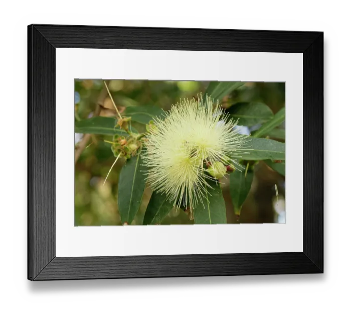 Framed Print : Rose apple (Syzygium jambos) tree in flower, Puerto de la Cruz Botanical Garden, Tenerife, Canary Islands. May Framed Print : Rose apple (Syzygium jambos) tree in flower, Puerto de la Cruz Botanical Garden, Tenerife, Canary Islands. May