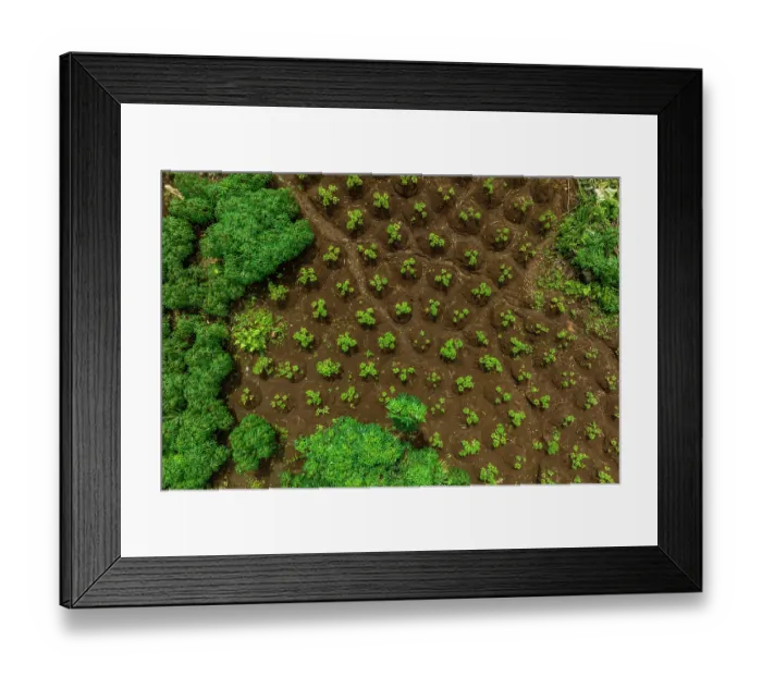Framed Print : Aerial view of Peanut (Arachis hypogaea) plants on a farm near the Koarare Community, Kolombangara Island, Western Province, Solomon Islands. July, 2023 Framed Print : Aerial view of Peanut (Arachis hypogaea) plants on a farm near the Koarare Community, Kolombangara Island, Western Province, Solomon Islands. July, 2023