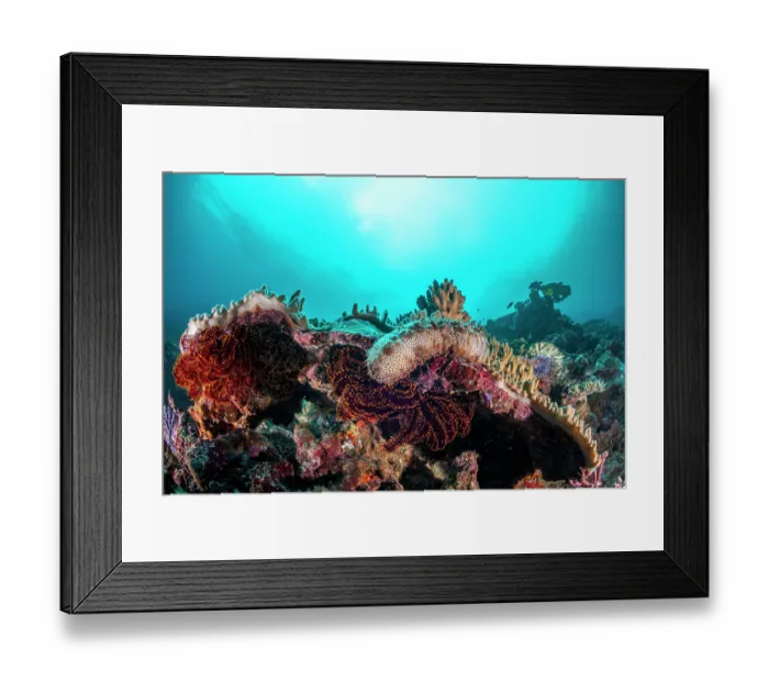 Framed Print : Graeffe's sea cucumber (Pearsonothuria graeffei) on a coral bommie near Shark Point, Munda, Western Province, New Georgia, Solomon Islands, Pacific Ocean Framed Print : Graeffe's sea cucumber (Pearsonothuria graeffei) on a coral bommie near Shark Point, Munda, Western Province, New Georgia, Solomon Islands, Pacific Ocean