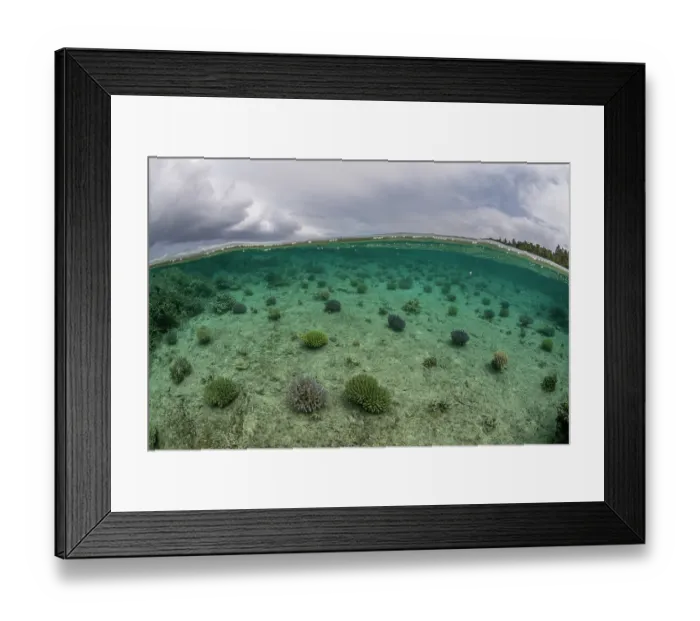 Framed Print : Split level view of a coral nursery in shallow water run by Reef Explorer Fiji, a local NGO, near Votualalai, Coral Coast, Viti Levu, Fiji, Pacific Ocean. September, 2023 Framed Print : Split level view of a coral nursery in shallow water run by Reef Explorer Fiji, a local NGO, near Votualalai, Coral Coast, Viti Levu, Fiji, Pacific Ocean. September, 2023