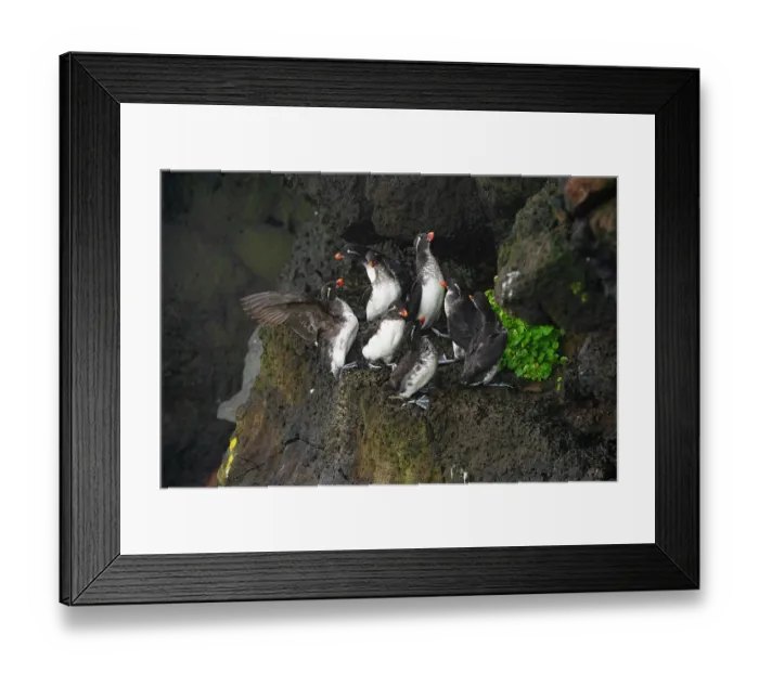 Framed Print : Group of Parakeet auklets (Aethia psittacula) perched on rock ledge, competing for space to roost, St. Paul, Pribilof Islands, Alaska, USA. July Framed Print : Group of Parakeet auklets (Aethia psittacula) perched on rock ledge, competing for space to roost, St. Paul, Pribilof Islands, Alaska, USA. July
