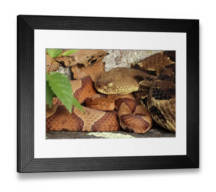 Framed Print : Timber rattlesnake (Crotalus horridus) gravid female and Northern copperhead (Agkistrodon contortrix) female, resting, Maryland, USA. August Framed Print : Timber rattlesnake (Crotalus horridus) gravid female and Northern copperhead (Agkistrodon contortrix) female, resting, Maryland, USA. August