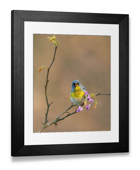 Framed Print : Northern parula (Parula americana) male in breeding plumage, singing while perched on flowering Eastern redbud (Cercis canadensis) in spring, Ohio, USA. April Framed Print : Northern parula (Parula americana) male in breeding plumage, singing while perched on flowering Eastern redbud (Cercis canadensis) in spring, Ohio, USA. April