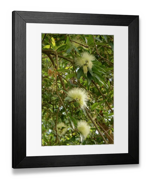 Framed Print : Rose apple (Syzygium jambos) tree in flower, Puerto de la Cruz Botanical Garden, Tenerife, Canary Islands. May Framed Print : Rose apple (Syzygium jambos) tree in flower, Puerto de la Cruz Botanical Garden, Tenerife, Canary Islands. May