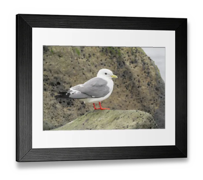 Framed Print : Red-legged kittiwake (Rissa brevirostris) in breeding plumage perched on rock, St. Paul, Pribilof Islands, Alaska, USA. August Framed Print : Red-legged kittiwake (Rissa brevirostris) in breeding plumage perched on rock, St. Paul, Pribilof Islands, Alaska, USA. August