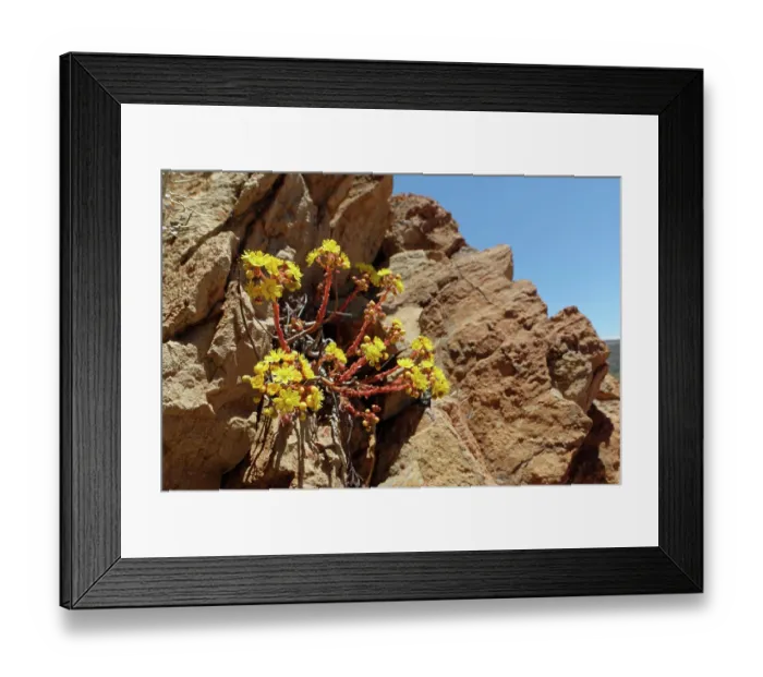 Framed Print : Spoon-leaved houseleek (Aeonium spathulatum) flowering among rocks above 2100m, Teide National Park, Tenerife, Canary Islands. May Framed Print : Spoon-leaved houseleek (Aeonium spathulatum) flowering among rocks above 2100m, Teide National Park, Tenerife, Canary Islands. May