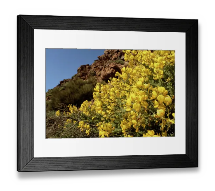 Framed Print : Teide sticky broom (Adenocarpus viscosus) bushes in flower, Las Canadas, Teide National Park, Tenerife, Canary Islands. May Framed Print : Teide sticky broom (Adenocarpus viscosus) bushes in flower, Las Canadas, Teide National Park, Tenerife, Canary Islands. May