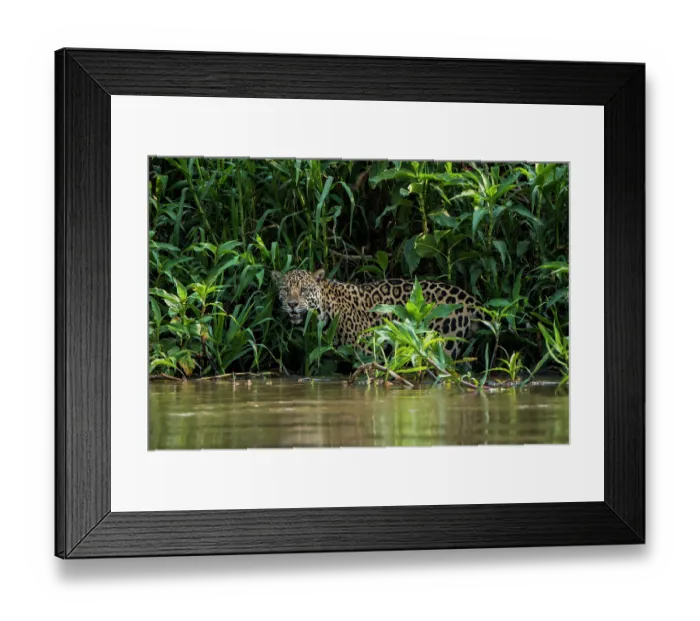 Framed Print : Jaguar (Panthera onca) standing among dense vegetation at water's edge, northern Pantanal, Mato Grosso, Brazil Framed Print : Jaguar (Panthera onca) standing among dense vegetation at water's edge, northern Pantanal, Mato Grosso, Brazil