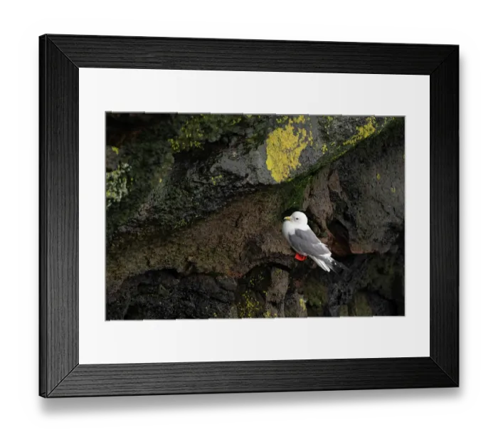 Framed Print : Red-legged kittiwake (Rissa brevirostris) in breeding plumage perched on narrow cliff ledge, St. Paul, Pribilof Islands, Alaska, USA. July Framed Print : Red-legged kittiwake (Rissa brevirostris) in breeding plumage perched on narrow cliff ledge, St. Paul, Pribilof Islands, Alaska, USA. July