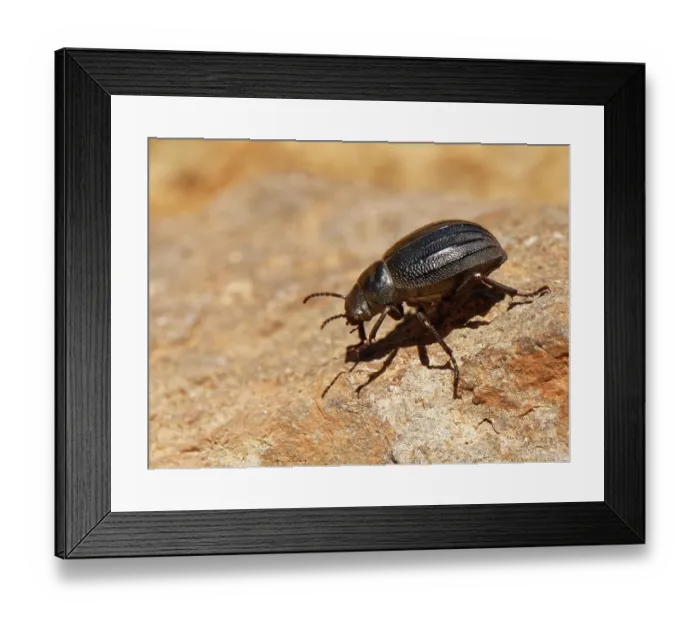 Framed Print : Teide darkling beetle (Pimelia ascendens) walking over volcanic rock, Teide National Park, Tenerife, Canary Islands. May Framed Print : Teide darkling beetle (Pimelia ascendens) walking over volcanic rock, Teide National Park, Tenerife, Canary Islands. May