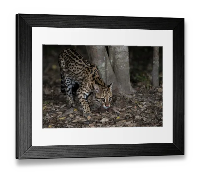 Framed Print : Ocelot (Leopardus pardalis) walking in wetland forest, Pantanal, Mato Grosso, Brazil