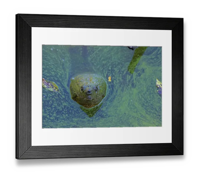 Framed Print : Snapping turtle (Chelydra serpentina) with head above water surface in blue green algal bloom (Woronichinia naegeliana). The microcystin produced is toxic to wildlife and humans