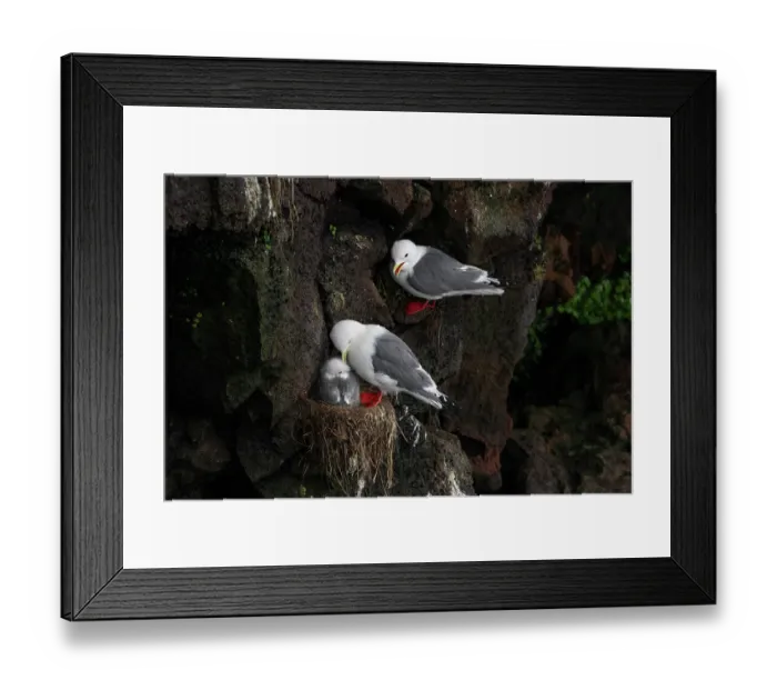 Framed Print : Red-legged kittiwakes (Rissa brevirostris) pair with chick at nest on narrow cliff ledge, one adult is preening the chick while the other is calling, St Framed Print : Red-legged kittiwakes (Rissa brevirostris) pair with chick at nest on narrow cliff ledge, one adult is preening the chick while the other is calling, St