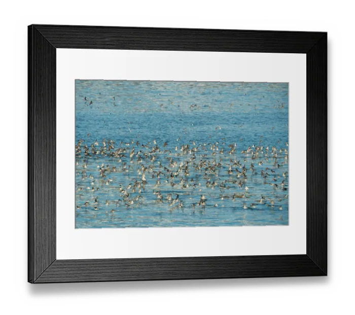 Framed Print : Red-necked phalaropes (Phalaropus lobatus) large flock taking flight from water during spring migration, Inian Islands, Alaska, USA. May Framed Print : Red-necked phalaropes (Phalaropus lobatus) large flock taking flight from water during spring migration, Inian Islands, Alaska, USA. May