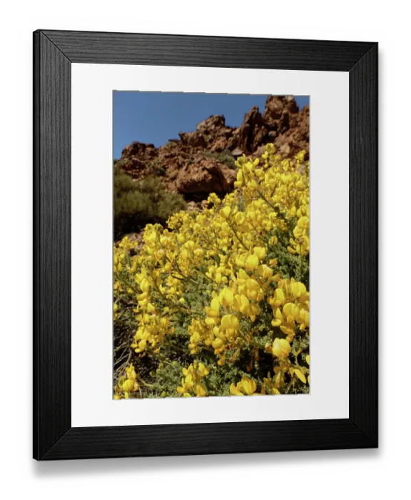 Framed Print : Teide sticky broom (Adenocarpus viscosus) bushes in flower, Las Canadas, Teide National Park, Tenerife, Canary Islands. May Framed Print : Teide sticky broom (Adenocarpus viscosus) bushes in flower, Las Canadas, Teide National Park, Tenerife, Canary Islands. May