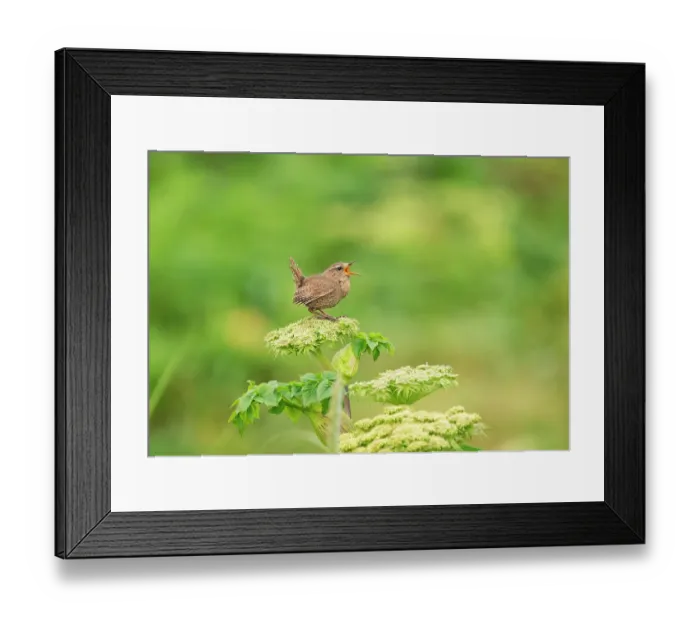 Framed Print : Pacific wren (Troglodytes pacificus) Bering Sea race, male, perched on Cow parsnip (Heracleum maximum) singing, St. Paul, Pribilof Islands, Alaska, USA. July Framed Print : Pacific wren (Troglodytes pacificus) Bering Sea race, male, perched on Cow parsnip (Heracleum maximum) singing, St. Paul, Pribilof Islands, Alaska, USA. July