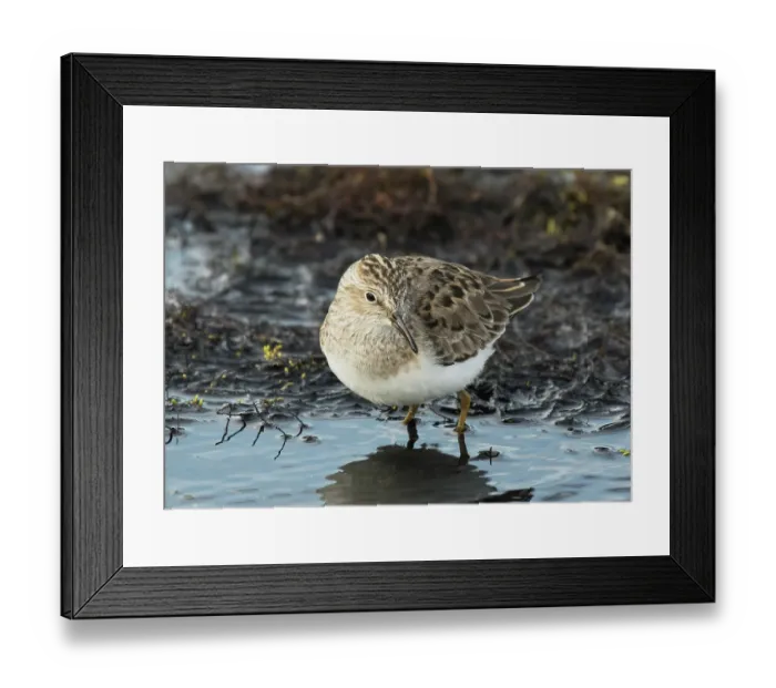 Framed Print : Temminck's stint (Calidris temminckii) resting at the edge of a stream, Karigasniemi, Lapland, Finland. May Framed Print : Temminck's stint (Calidris temminckii) resting at the edge of a stream, Karigasniemi, Lapland, Finland. May