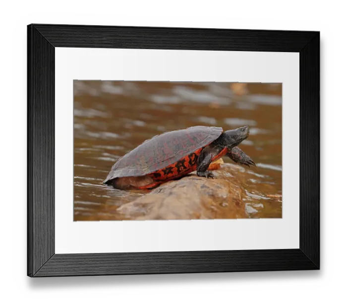 Framed Print : Northern red-bellied turtle (Pseudemys rubriventris) hauling out of water onto basking log, Maryland, USA. October Framed Print : Northern red-bellied turtle (Pseudemys rubriventris) hauling out of water onto basking log, Maryland, USA. October