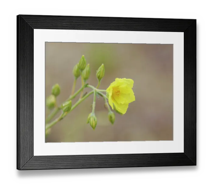 Framed Print : Teide helianthemum (Helianthemum juliae) in flower, El Portillo Botanical Garden, Teide National Park, Tenerife, Canary Islands. May Framed Print : Teide helianthemum (Helianthemum juliae) in flower, El Portillo Botanical Garden, Teide National Park, Tenerife, Canary Islands. May