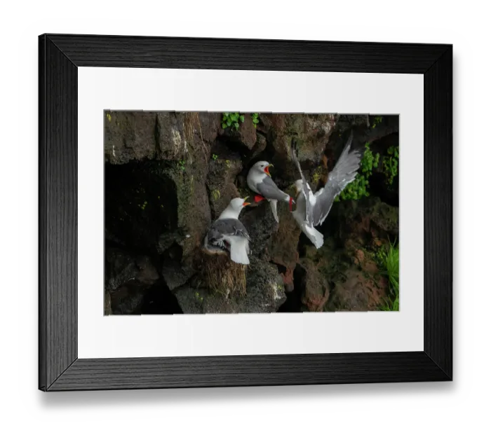 Framed Print : Red-legged kittiwakes (Rissa brevirostris) pair defending their nest and large chick from an intruder, St. Paul, Pribilof Islands, Alaska, USA. August Framed Print : Red-legged kittiwakes (Rissa brevirostris) pair defending their nest and large chick from an intruder, St. Paul, Pribilof Islands, Alaska, USA. August
