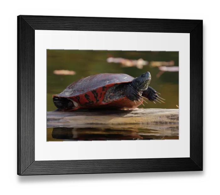 Framed Print : Northern red-bellied turtle (Pseudemys rubriventris) male with long front claws, basking on log, Maryland, USA. October Framed Print : Northern red-bellied turtle (Pseudemys rubriventris) male with long front claws, basking on log, Maryland, USA. October