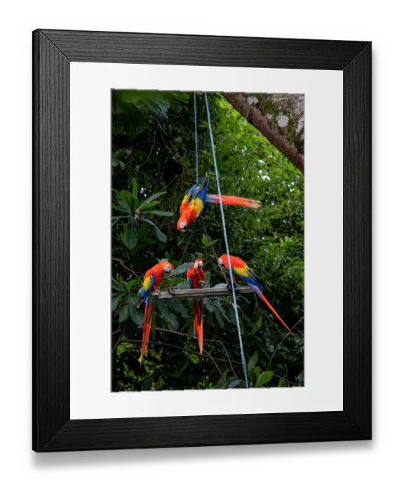 Framed Print : Group of Scarlet macaws (Ara macao) perched at a feeding platform. Punta Islita, Nicoya Peninsula, Costa Rica Framed Print : Group of Scarlet macaws (Ara macao) perched at a feeding platform. Punta Islita, Nicoya Peninsula, Costa Rica