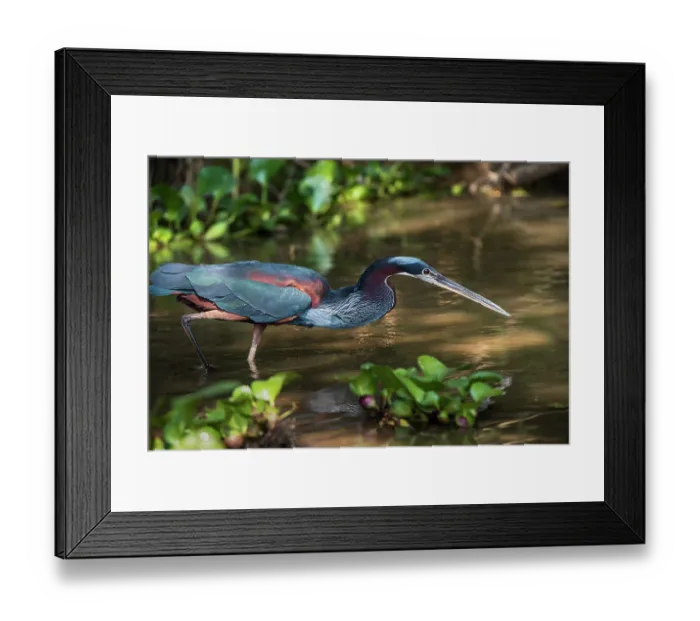 Framed Print : Agami heron (Agamia agami) wading in shallow water, Pantanal, Brazil Framed Print : Agami heron (Agamia agami) wading in shallow water, Pantanal, Brazil