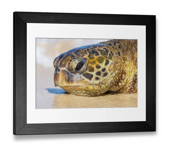Framed Print : Green turtle (Chelonia mydas) head portrait, Maui, Hawaii. Endangered Framed Print : Green turtle (Chelonia mydas) head portrait, Maui, Hawaii. Endangered